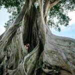 Giant Banyan Tree, Bali - Wanderela