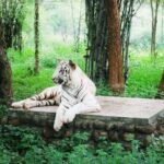 Linganamakki Wildlife Sanctuary: Embracing the Rich Biodiversity of the Western Ghats