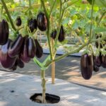 Mind Blowing Health Benefits of Brinjal