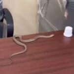 Hyderabad civic government ignores complaint, man unleashes snake.