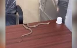 Hyderabad civic government ignores complaint, man unleashes snake.