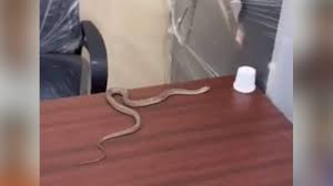 Hyderabad civic government ignores complaint, man unleashes snake.
