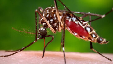 Delhi: ₹1,000 fine for mosquito breeding amid dengue threat after floods