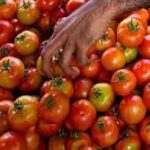 Tomato price shock hits Indian restaurants, cheaper puree sales boom