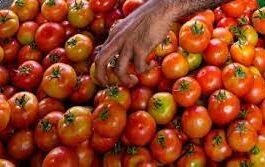 Tomato price shock hits Indian restaurants, cheaper puree sales boom