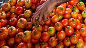 Tomato price shock hits Indian restaurants, cheaper puree sales boom