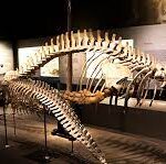 Lee Kong Chian Natural History Museum, Singapore - Wanderela