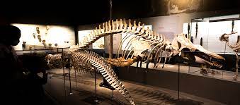 Lee Kong Chian Natural History Museum, Singapore - Wanderela