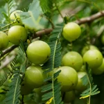 Promising Advantages of Consuming Amla Juice
