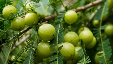 Promising Advantages of Consuming Amla Juice
