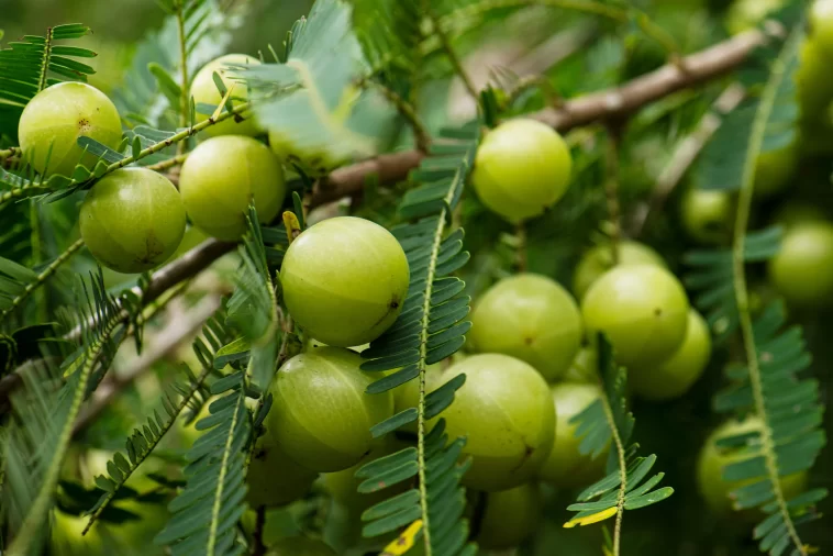 Promising Advantages of Consuming Amla Juice