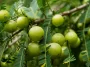 Promising Advantages of Consuming Amla Juice