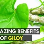 10 Amazing Benefits of Giloy: The Ayurvedic Root of Immortality