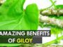 10 Amazing Benefits of Giloy: The Ayurvedic Root of Immortality