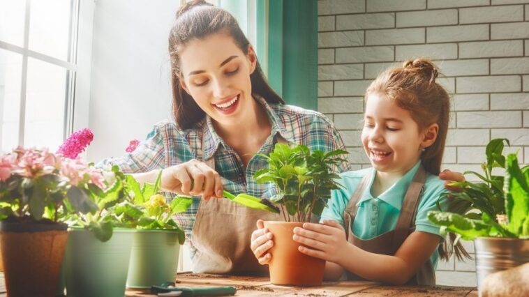 Tips to spruce up your home with plants