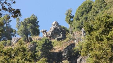 Camel's Back Road: A Serene Stroll Through Nature's Beauty in Mussoorie