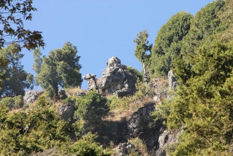 Camel's Back Road: A Serene Stroll Through Nature's Beauty in Mussoorie