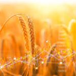 India wheat prices jump to 6-month high on demand, limited supply