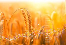 India wheat prices jump to 6-month high on demand, limited supply