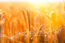 India wheat prices jump to 6-month high on demand, limited supply