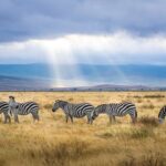 Tanzania Monsoon Safari: Embrace the Wild Beauty of the Serengeti