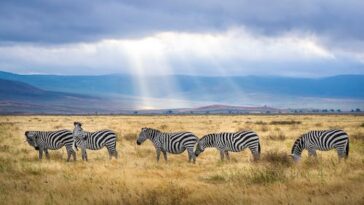 Tanzania Monsoon Safari: Embrace the Wild Beauty of the Serengeti