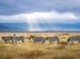 Tanzania Monsoon Safari: Embrace the Wild Beauty of the Serengeti