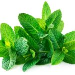 Health Benefits of Mint