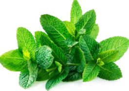 Health Benefits of Mint