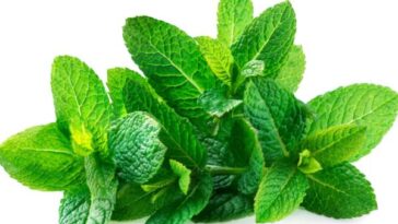 Health Benefits of Mint