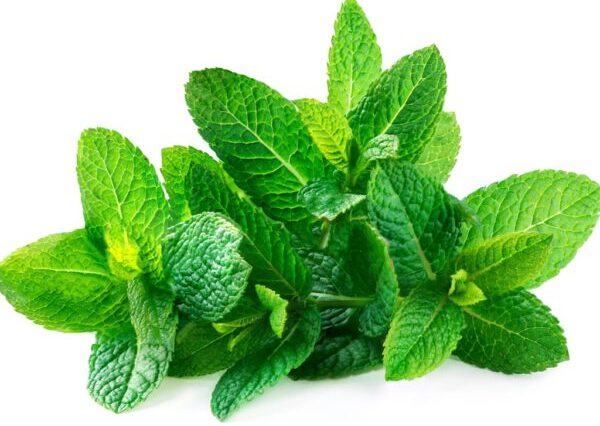 Health Benefits of Mint