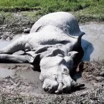 Rhino killed Forest officials in Assam believe drowning dead.