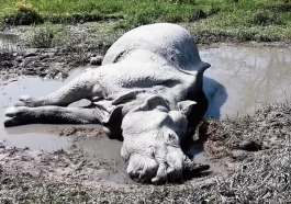 Rhino killed Forest officials in Assam believe drowning dead.