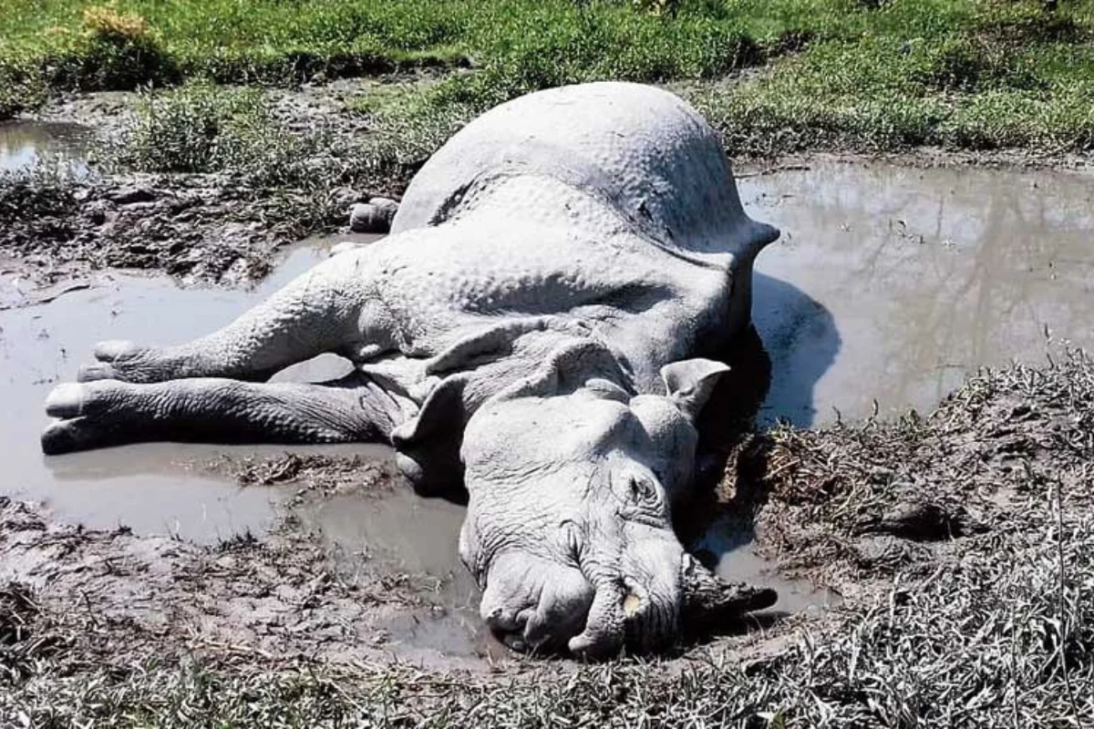 Rhino killed Forest officials in Assam believe drowning dead.