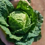 Best 8 Health Benefits of Cabbage