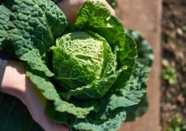 Best 8 Health Benefits of Cabbage