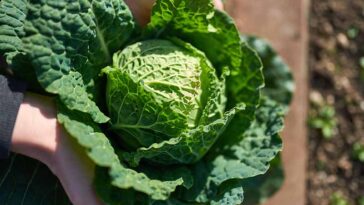 Best 8 Health Benefits of Cabbage