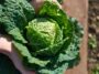 Best 8 Health Benefits of Cabbage