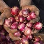 Centre limits onion exports as prices double