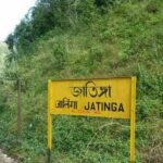 Jatinga, Assam: The Enigma of the Mysterious Bird Suicides
