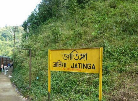 Jatinga, Assam: The Enigma of the Mysterious Bird Suicides
